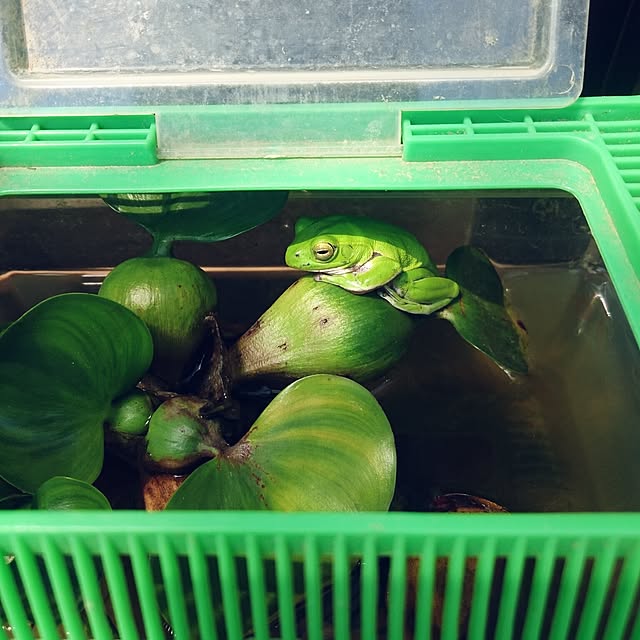 pepeさんの実例写真