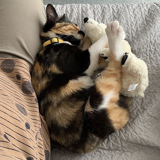neconeko1202さんの実例写真