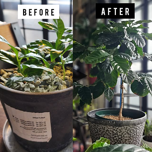 CYNOSさんの実例写真