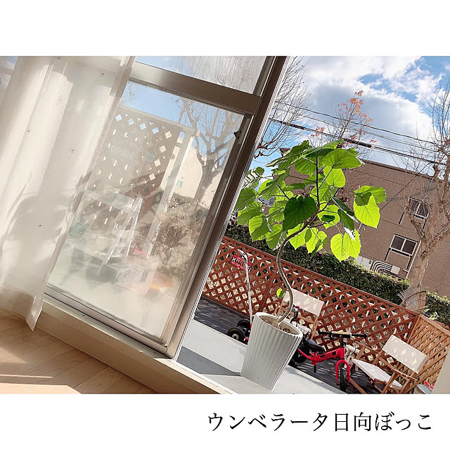 専用庭/小さな庭/観葉植物のある暮らし/収納アイデア/ウンベラータ...などのインテリア実例 - 2019-12-22 19:48:03