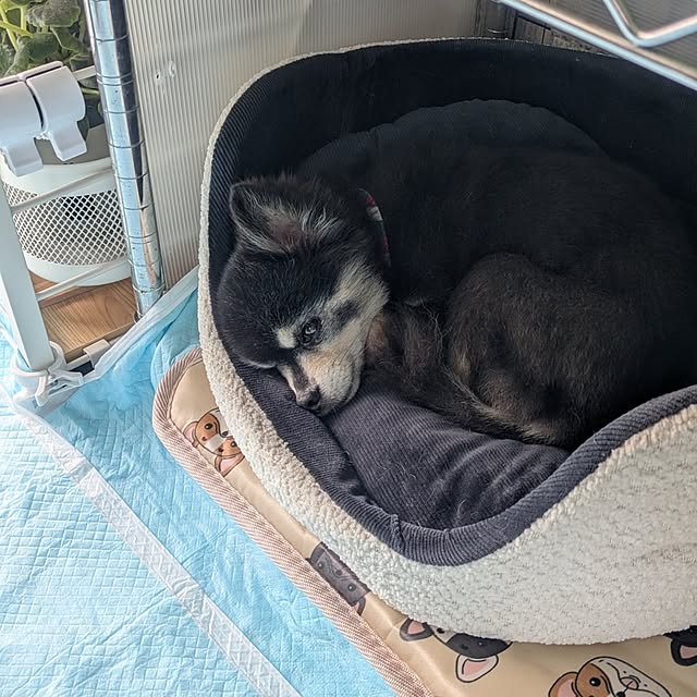 quanshanxia037さんの部屋