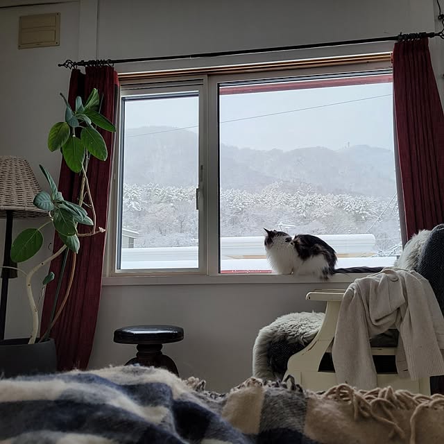 neoさんの実例写真