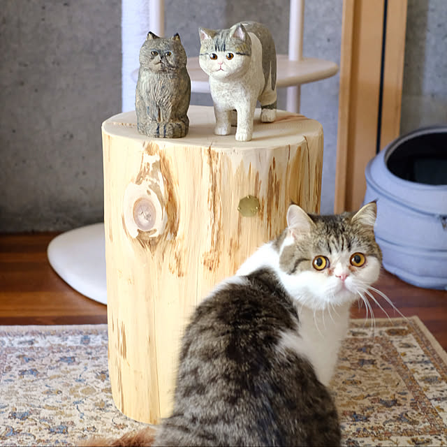 taka55さんの実例写真