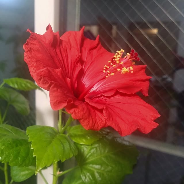 NAOKIさんの部屋