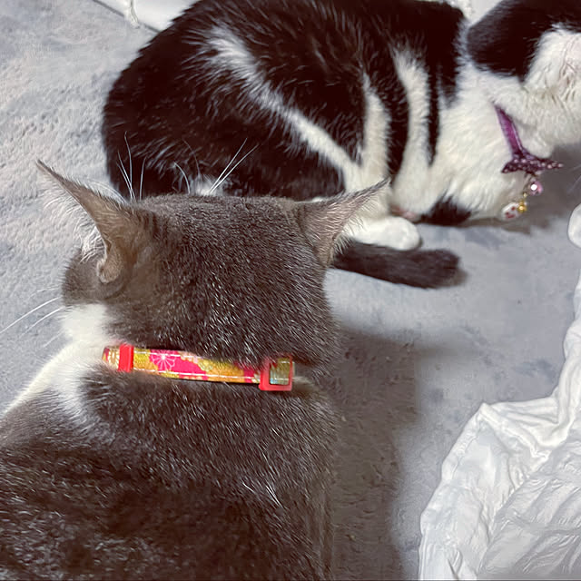 nekosamaさんの部屋