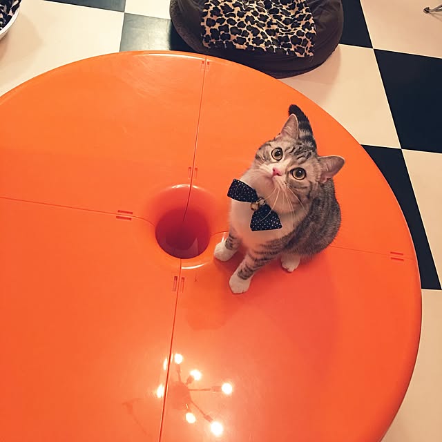 Shojiさんの実例写真