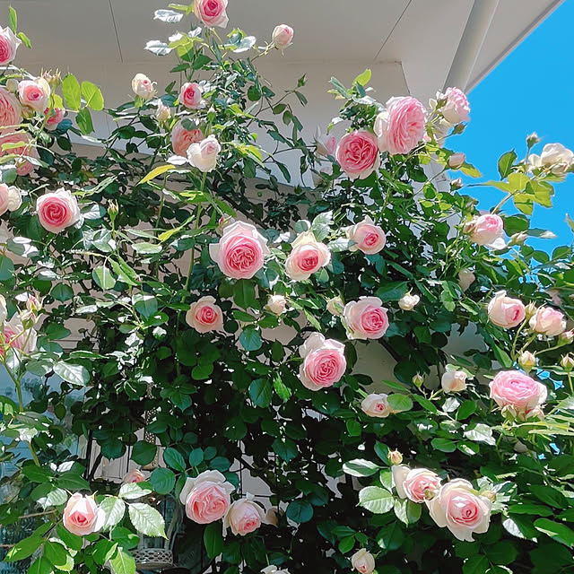 mameshibaさんの実例写真