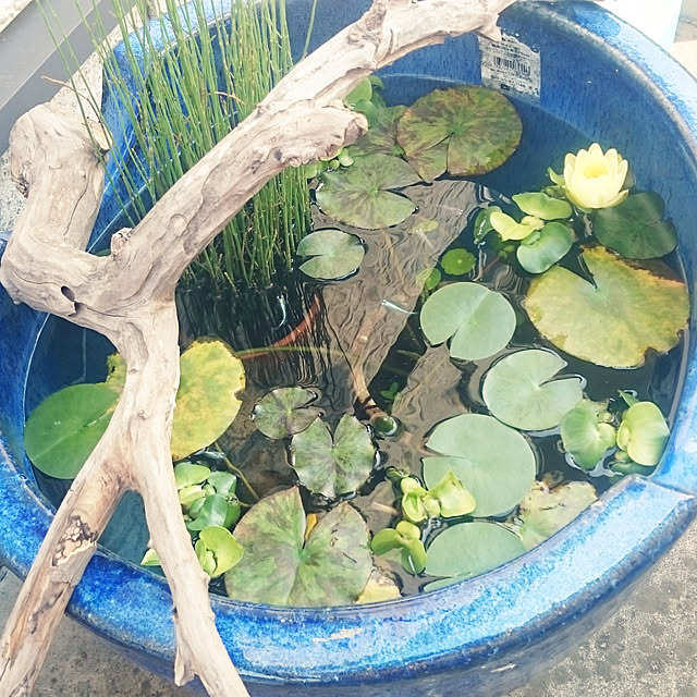 ot-gardenさんの実例写真