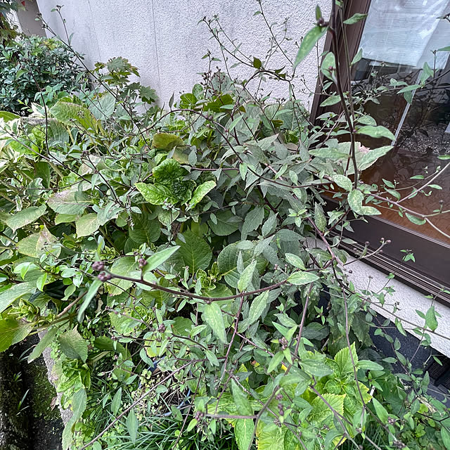 buchiさんの部屋