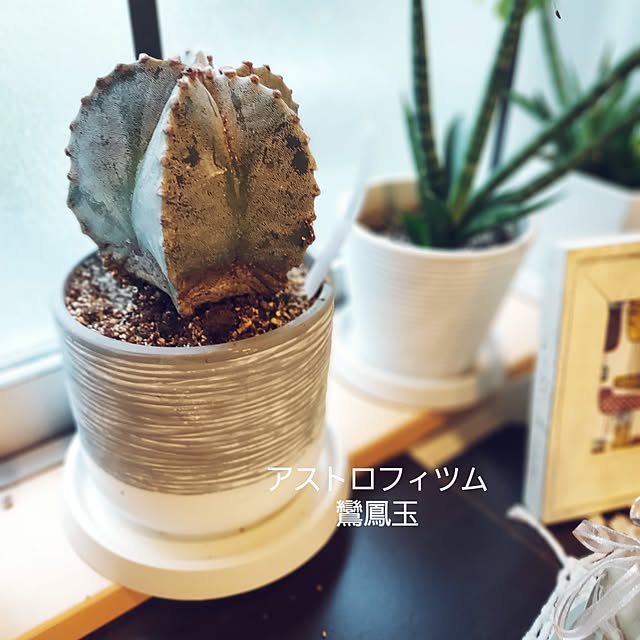 makkyさんの実例写真