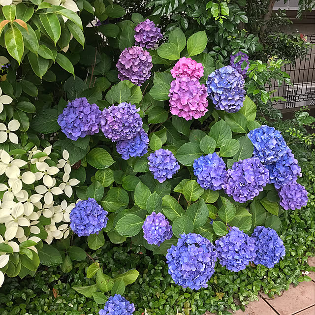 yumirinさんの実例写真