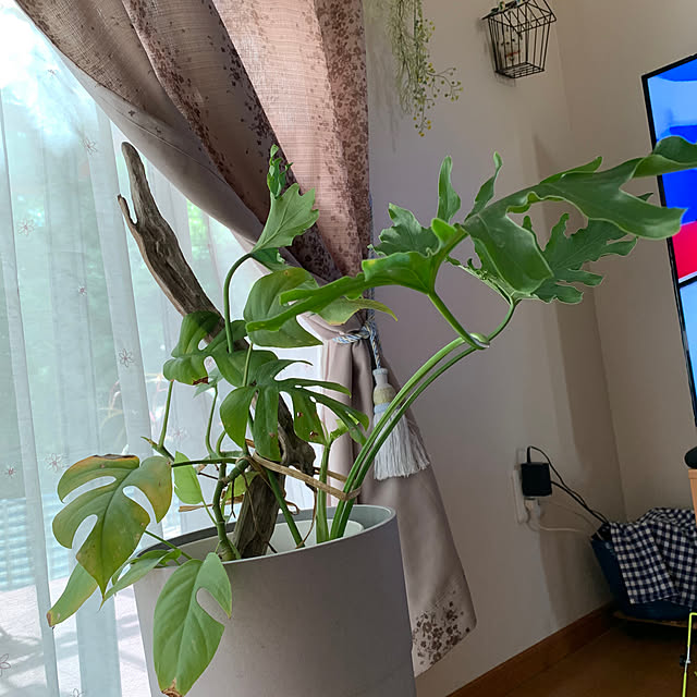 buchibuchi55さんの実例写真