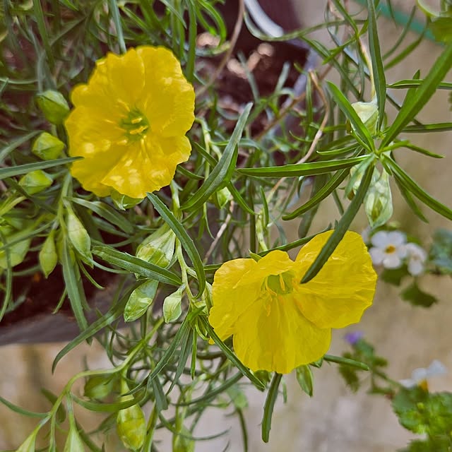 mocomocoさんの部屋