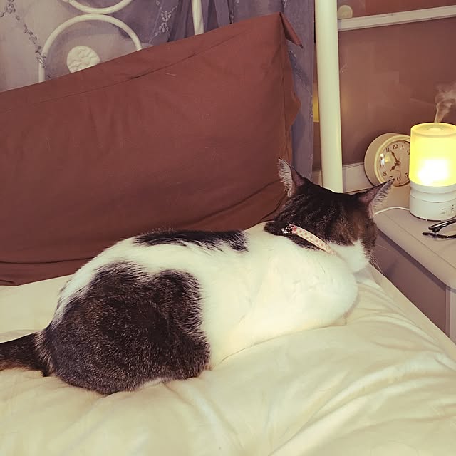 Shihoさんの実例写真