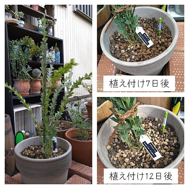 kohmarlさんの実例写真