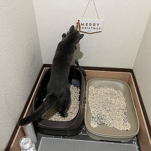 nekoさんの部屋