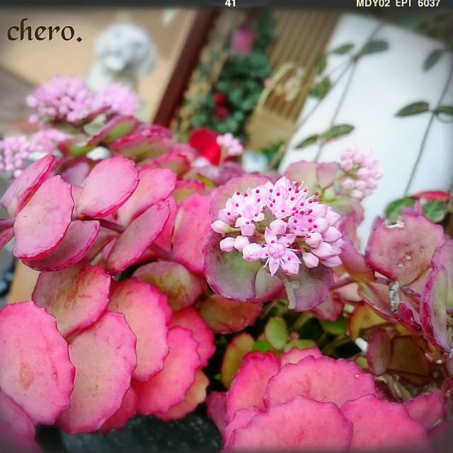 chero.さんの実例写真