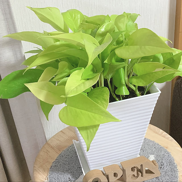 観葉植物/リビングのインテリア実例 - 2020-04-12 18:35:21