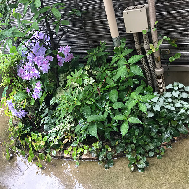 nyanpuuさんの実例写真