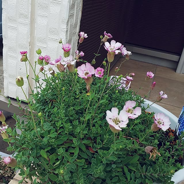 KOHAKUさんの部屋