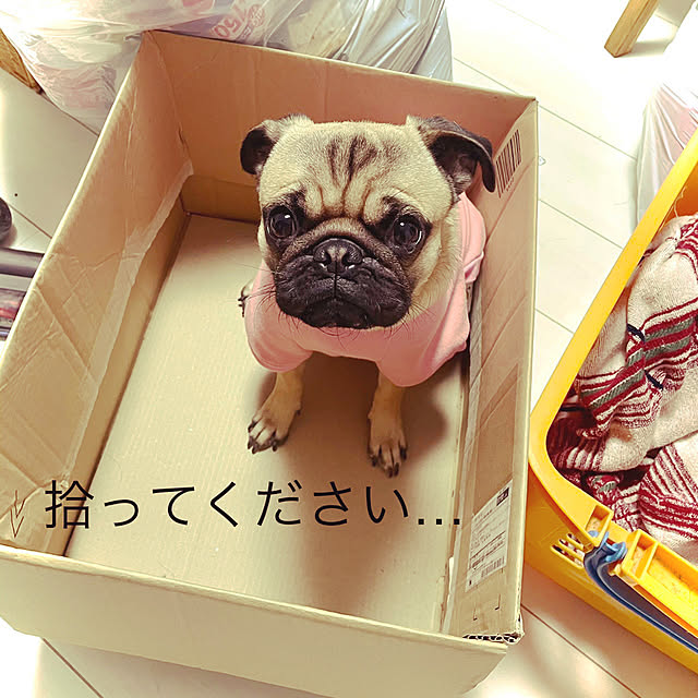 onsen-_-tamagoさんの実例写真