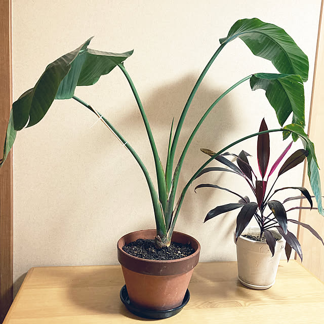 1546さんの部屋