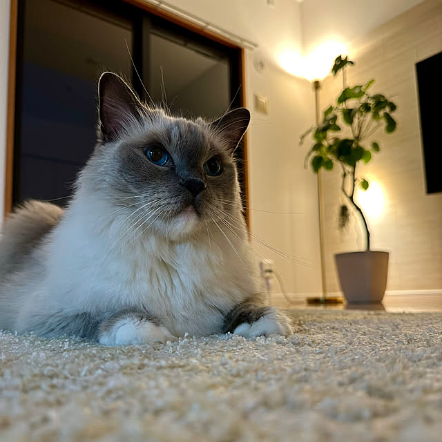luluさんの部屋