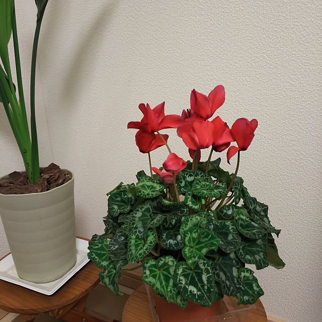 KOHAKUさんの実例写真