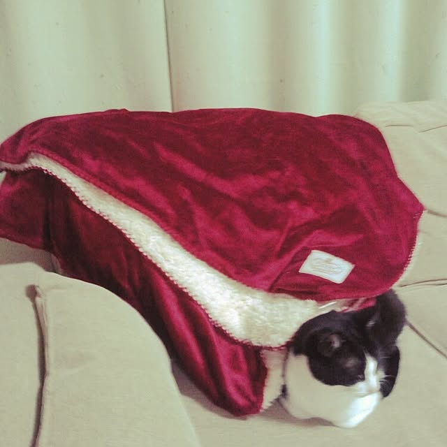 snowさんの実例写真