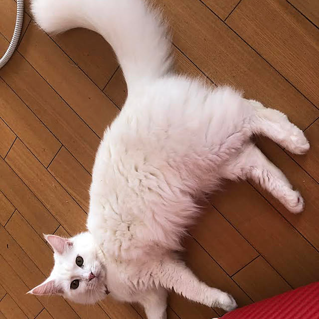 sakuraさんの実例写真