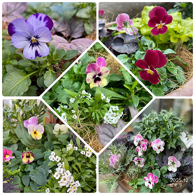 buchiさんの部屋