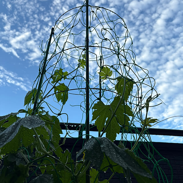 玄関/入り口/家庭菜園/癒しの時間/ていねいな暮らし/心地よい暮らし...などのインテリア実例 - 2025-06-04 05:27:51