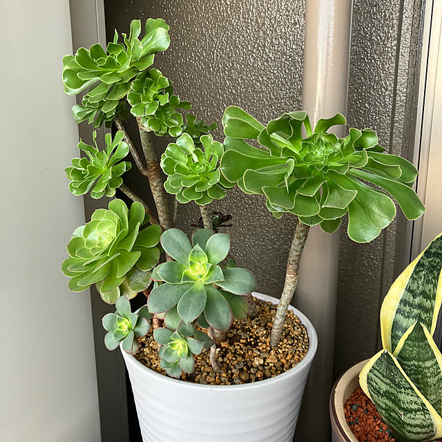 koshiregutyoさんの部屋