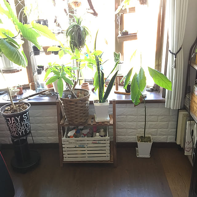 dainaoreiさんの実例写真