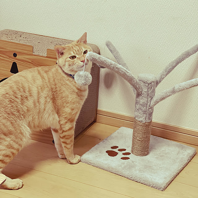 chiiさんの部屋