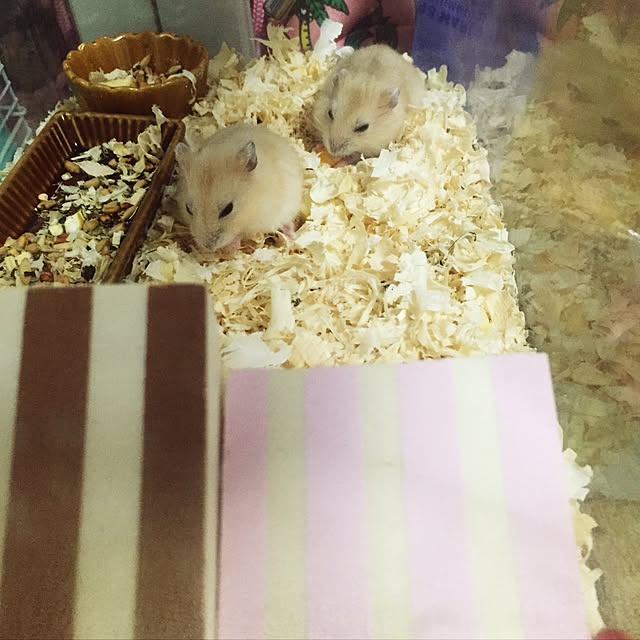 manaさんの実例写真
