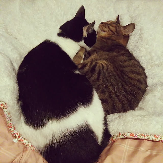 futukoさんの実例写真