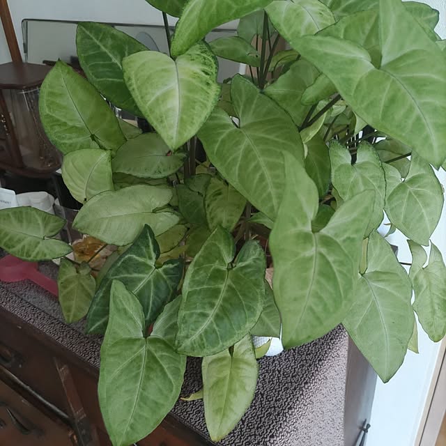 salacocoさんの部屋