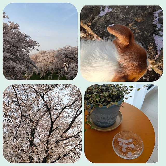 marosukeさんの実例写真