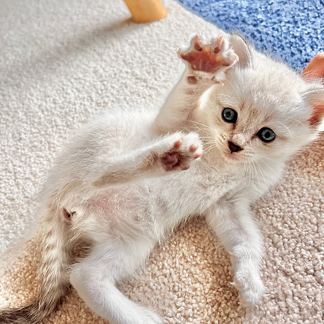 amさんの実例写真