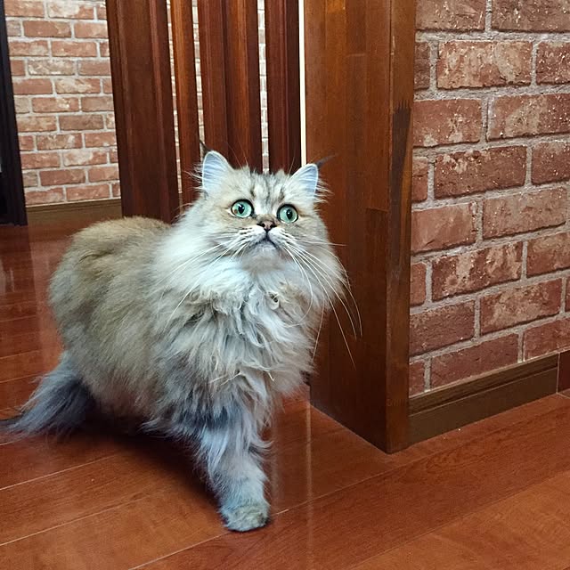 butachanさんの実例写真