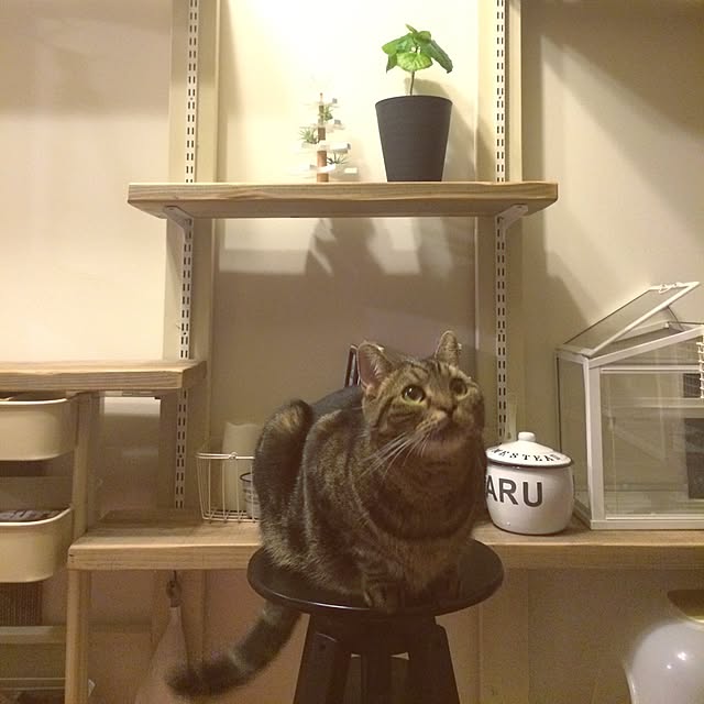 mikomaruさんの実例写真