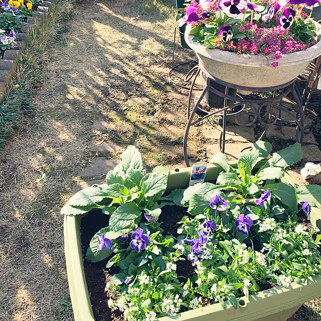 アリッサムとビオラとカンパニュラ/寄せ植え/注文住宅/花のある暮らし/小さな幸せを感じる♡...などのインテリア実例 - 2021-12-16 13:19:20