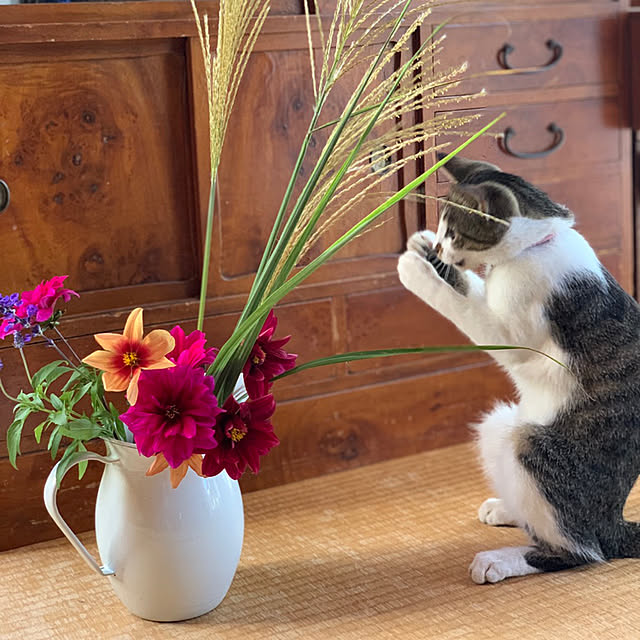 chamさんの実例写真