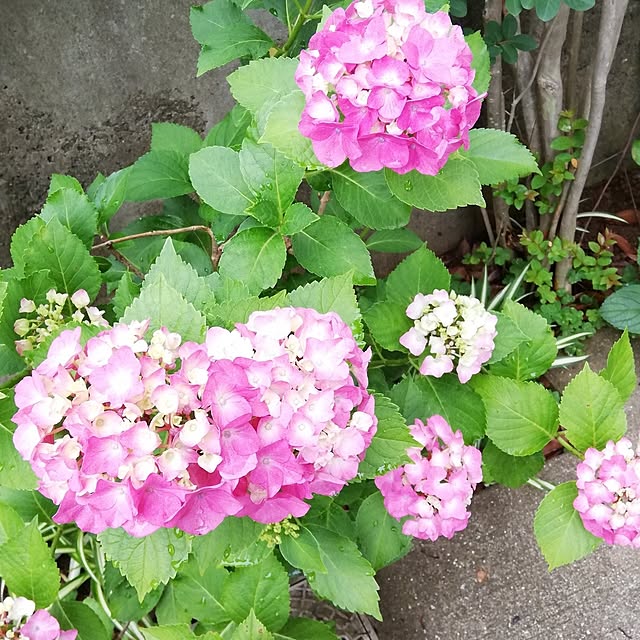 ayanasu.321さんの実例写真