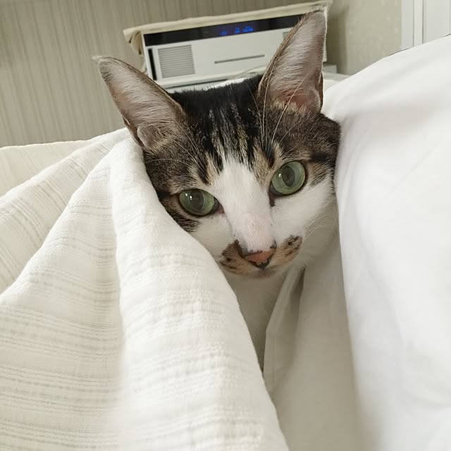 yuchiさんの実例写真