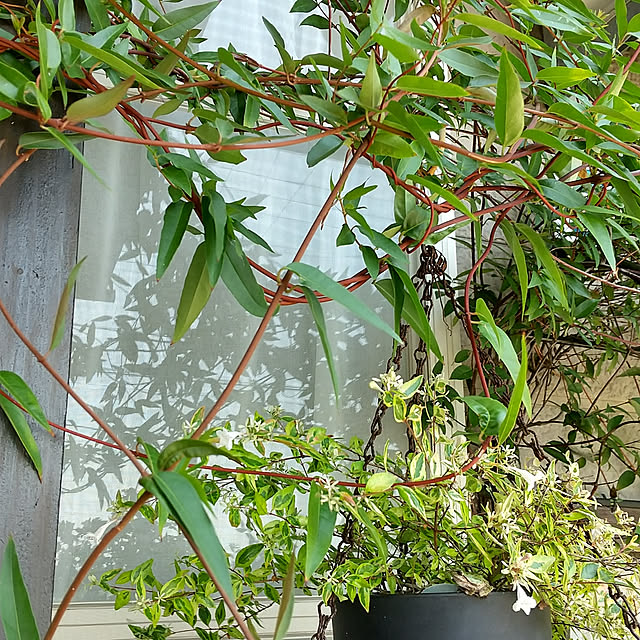 koyutan-mjmさんの実例写真