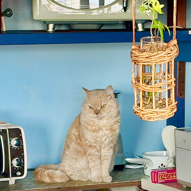 naokoさんの部屋