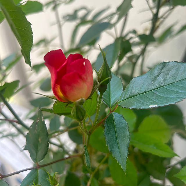 magnoliaさんの部屋