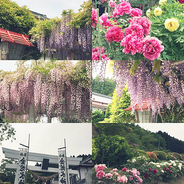 maimaiさんの実例写真